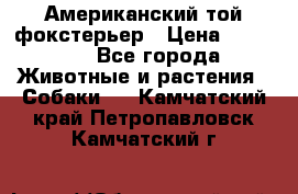 Американский той фокстерьер › Цена ­ 25 000 - Все города Животные и растения » Собаки   . Камчатский край,Петропавловск-Камчатский г.